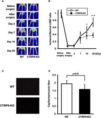 C1q/TNF-Related Protein 9 Promotes Revascularization in Response to Ischemia via an eNOS-Dependent Manner